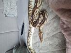 Python Regius Mojave Pastel het. Clown vrouw, Dieren en Toebehoren, Reptielen en Amfibieën, Slang, 3 tot 6 jaar