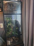 Terrarium met 2 gekko's, Ophalen, Zo goed als nieuw