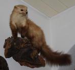 Opgezette marter. Taxidermie, Ophalen of Verzenden, Gebruikt, Wild dier, Opgezet dier