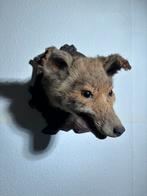 Opgezet dier Vossenkop Taxidermy op Hout, Verzamelen, Dierenverzamelingen, Ophalen of Verzenden, Gebruikt, Opgezet dier