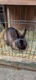 Zwart konijn, Dieren en Toebehoren, Konijnen, Mannelijk