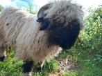 Lieve walliser ram, Dieren en Toebehoren, Schapen, Geiten en Varkens, Mannelijk, Schaap