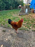 2 knappe New Hampshire haantjes., Dieren en Toebehoren, Pluimvee, Mannelijk, Kip