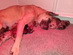 Nestje (08-10-2025) – Kangal/Herder kruising (UBN: 8553377), Dieren en Toebehoren, Honden | Niet-rashonden, 8 tot 15 weken, Groot