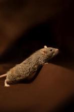 Wachlijst geopend dwergratten HeRasRatjes, Dieren en Toebehoren, Rat, December, Meerdere dieren, Tam