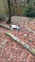 Katten, Dieren en Toebehoren, Katten en Kittens | Overige Katten, Poes