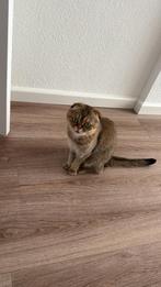 scottish fold (poes), Dieren en Toebehoren, Katten en Kittens | Raskatten | Korthaar, Poes, Ingeënt