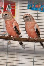 2 roze bourkes van dit jaar, Meerdere dieren, Parkiet