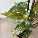 Begonia Tamaya stek - kamerplant met stippen, Huis en Inrichting, Kamerplanten, Ophalen, Overige soorten, Halfschaduw, Minder dan 100 cm