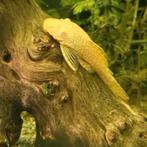 L144 Ancistrus Temmenckii ( L144 Albino Bristlenose), Dieren en Toebehoren, Vissen | Aquariumvissen, Vis, Zoetwatervis