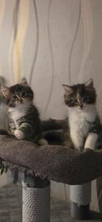 Noorse boskat kittens, Dieren en Toebehoren, Katten en Kittens | Raskatten | Korthaar, Poes