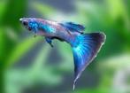 blue moscow gup guppie guppy, Dieren en Toebehoren, Vissen | Aquariumvissen, Vis, Zoetwatervis