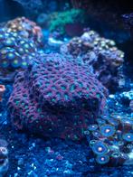 Favia (koraal), Dieren en Toebehoren, Overige typen