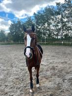 Adoptant / te lease 4 j merrie ️, Zadelmak, 3 tot 6 jaar, Merrie, Gechipt