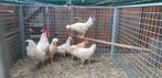 Mooie jonge kuifhoenjes kruising leghorn, Dieren en Toebehoren, Pluimvee, Vrouwelijk, Kip