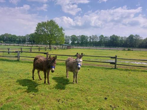 Twee drachtige ezeltjes, Dieren en Toebehoren, Overige Dieren, Vrouwelijk, Voor 1 juli 2024