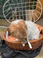 Rieten transport mand voor hond of kat, Fietsen en Brommers, Fietsaccessoires | Fietsmanden, Ophalen of Verzenden, Gebruikt, Fietsmand