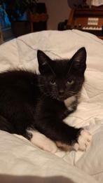 Kittens te Koop, Dieren en Toebehoren, Katten en Kittens | Overige Katten, Meerdere dieren
