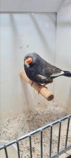 Te koop man Charcoal bont grijs., Mannelijk