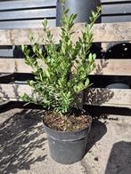 Ilex Crenata Caroline Upright - ideale buxusvervanger, Tuin en Terras, Planten | Struiken en Hagen, Ophalen of Verzenden, Hulst