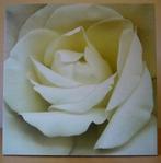 Twee doeken van Harold Feinstein 2003 - white iceberg rose., Minder dan 50 cm, Overige typen, Ophalen of Verzenden, Zo goed als nieuw