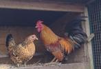 Kippenopvang zoekt goede plek voor haantje en zijn hen!, Kip, Mannelijk