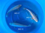 Diverse Japanse koi karper | Koikarpers  | Nisai vissen, Karper of Koi