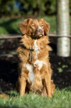 Nova scotia duck tolling retriever ( Toller )dekreu, Dieren en Toebehoren, Reu, CDV (hondenziekte), 1 tot 2 jaar, Meerdere