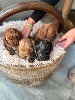 Knappe cockapoo pups, Dieren en Toebehoren, Honden | Chihuahua's en Gezelschapshonden, Overige rassen, CDV (hondenziekte), 8 tot 15 weken