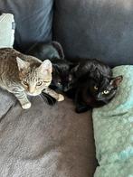 Klein schattig zwart poesje,ondersneeuwd dr 2 katers, Dieren en Toebehoren, Katten en Kittens | Overige Katten, Kortharig, 0 tot 2 jaar