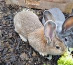 Duitse reus ram, Mannelijk, Groot