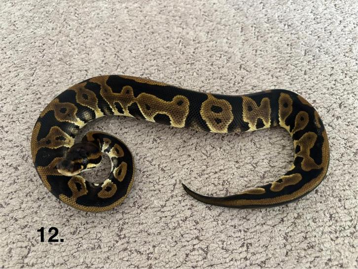 Ball python/Koningspython/Regius