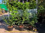 partij haag  Laurier, Prunus Novita 80/100cm cm hoog NU 7,95, Ophalen, Laurier, Haag, Minder dan 100 cm