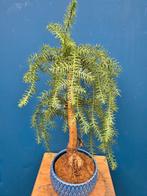 Araucaria Chinensis Bonsai p18 (1)