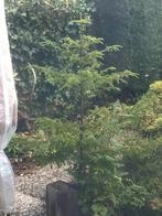 Gratis afhalen Sequoia (?) dennenboompje., Tuin en Terras, Planten | Bomen, Ophalen, Volle zon, Overige soorten, 100 tot 250 cm