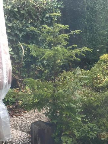 Gratis afhalen Sequoia (?) dennenboompje. beschikbaar voor biedingen