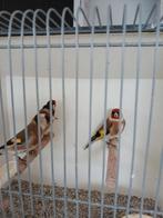 Te koop majoor putters, Meerdere dieren, Bastaard