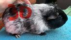 2 lieve cavia beren, Dieren en Toebehoren, Knaagdieren, Mannelijk, Tam, Maart, Cavia