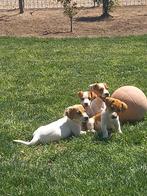 Mooie laagbenige kortharige raszuivere Jackrussel pups, Rabiës (hondsdolheid), Jack Russell Terriër, 8 tot 15 weken, Meerdere