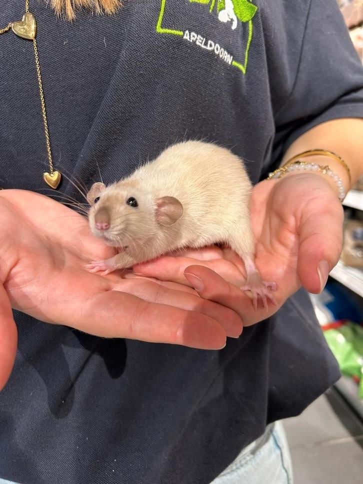 Ratjes super super lief en echt super tam., Dieren en Toebehoren, Knaagdieren, Meerdere dieren, Rat, Augustus, Tam