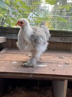 Zijdehoen kriel hen & haan, Dieren en Toebehoren, Pluimvee, Meerdere dieren, Kip