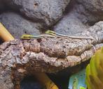 Phelsuma Klemmeri 0.0.2, Dieren en Toebehoren, Reptielen en Amfibieën, Hagedis, 0 tot 2 jaar