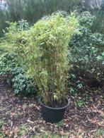 Bamboe Fargesia niet woekerend, Vaste plant, Bloeit niet, Halfschaduw, Ophalen