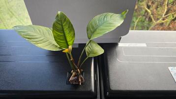 Anubias heterophylla op lavasteen beschikbaar voor biedingen