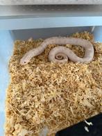 Haakneuzen te koop (heterodon nasicus), Dieren en Toebehoren, Reptielen en Amfibieën, Slang, 3 tot 6 jaar