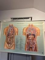 Borst en buik organen Brust und bauch organe 1956., Ophalen, Natuur en Biologie