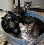 Prachtige Bengaal/Bengaalse Raskatten Kittens, Dieren en Toebehoren, Katten en Kittens | Overige Katten, Poes