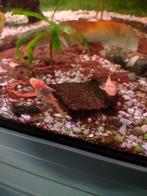 aquariumvissen, Dieren en Toebehoren, Vissen | Aquariumvissen, Vis, Zoetwatervis