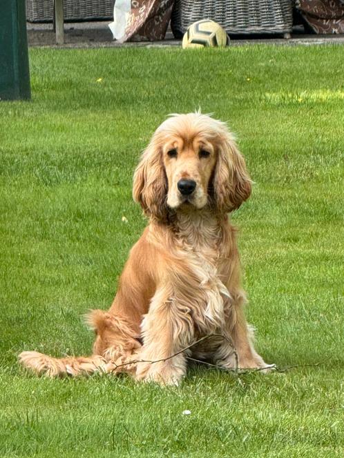 Deze lieve Engelse cocker spaniël reu staat ter dekking, Dieren en Toebehoren, Honden | Dekreuen, Reu, Particulier, Eén hond, Nederland