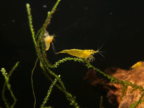 Zomerkorting Neocaridina yellow fire neon backstripe, Dieren en Toebehoren, Vissen | Aquariumvissen, Kreeft, Krab of Garnaal